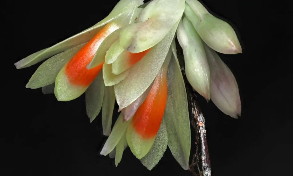 Dendrobium wanmae, an orchid found on a remote mountain summit in Indonesia