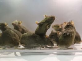 Chinese Scientists Successfully Create Mice With Two Fathers