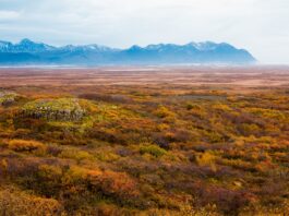 Arctic Permafrost Meltdown: A New Carbon Emission Crisis