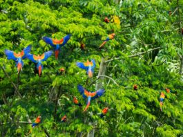 Birds Dying in the Pristine Amazon