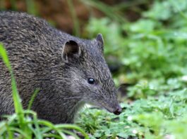 Landmark Genetic Study Reveals Global Decline in Biodiversity