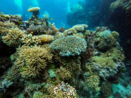 Catastrophic Coral Bleaching on the Great Barrier Reef