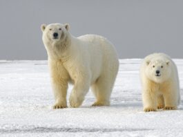 Polar Bear Population Decline Directly Linked to Prolonged Energy Deficit