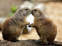 Prairie Dogs: The Unsung Guardians of North America's Grasslands