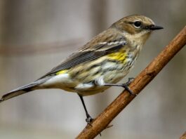 Songbirds' Nests Contain Pesticide-Laden Pet Fur