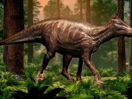 Evidence of Endogenous Collagen Found in Dinosaur Fossil Bone