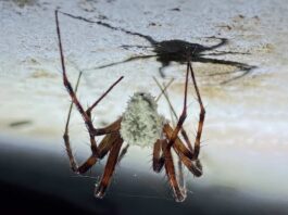 Mind-Control Fungus Turns Spiders Into 'Zombie Puppets'