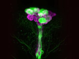 Insulin’s Role in Fruit Fly Lifespan and Aging