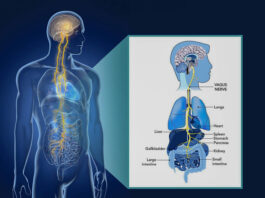 Vagus Nerve Stimulation Shows Promise for Autoimmune Diseases