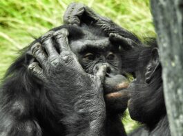 Bonobos Recognize Human Ignorance and Try to Help