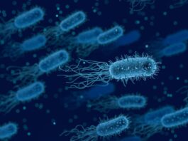 Gut Microbes and Anxiety: The Hidden Connection Revealed