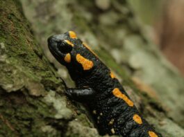 Salamanders' Blood Secrets: Unraveling Gravity-Defying Climbing