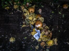 US Fails to Curb Food Waste